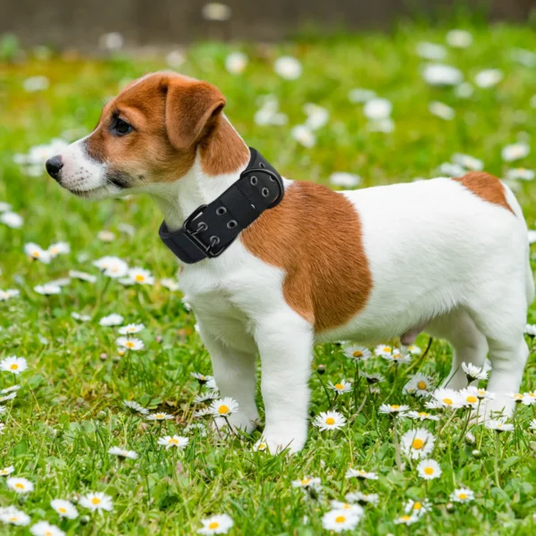 Adjustable Dog Leash And Collar Set Tactical Training Dog Collar with Five-Speed Buckle.